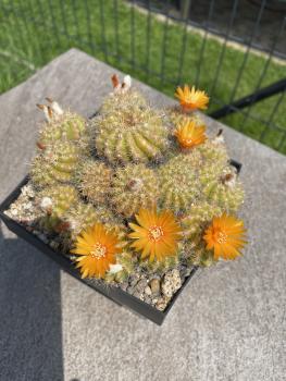 Parodia spec. orange